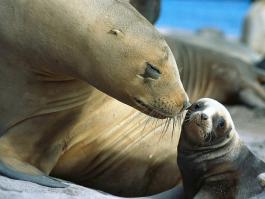 Трогательные моменты из жизни животных и их детёнышей