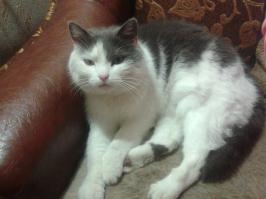 Кошки — это жидкость