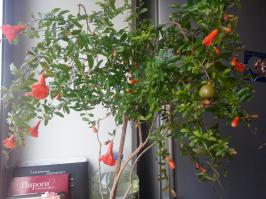 У меня из косточки вырос гранат, цветет и даже плодоносит