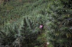 Найди автора!