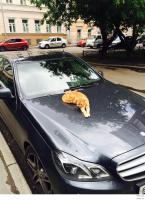 Этот рыжий на моей недавно разлегся ))