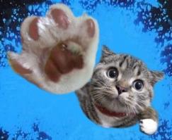 Кот, который смог 