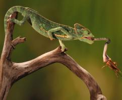 Поймать момент