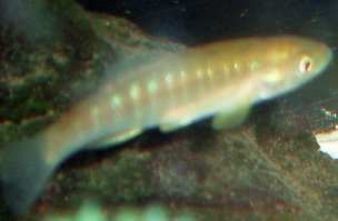 Вспомнились "суперавтальмусы" из фильма "Ты - мне, Я - тебе".