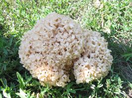 Гриб спарассис курчавый в магазинах продается в виде салата под названием "морские гребешки"