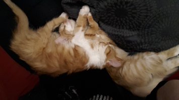 Это мои бывшебездомыши три месяца организовывали им переезд из Белгорода через Москву в Дюссельдорф,  спасибо всем волонтерам