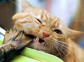 Красиво тырют, поэтому и прощаем