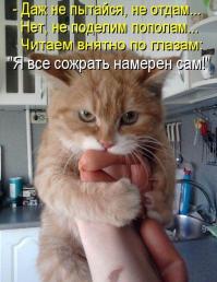 Коты-прохиндеи