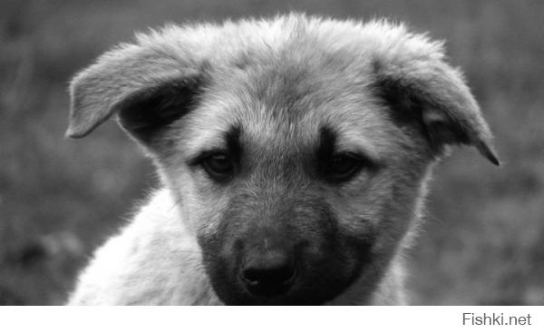 Бездомные животные в фотографиях Николая Глазунова