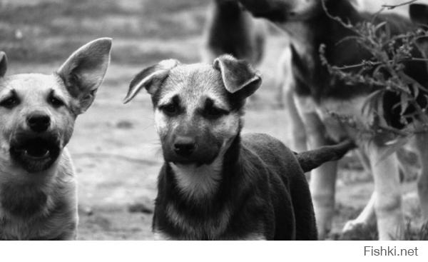 Бездомные животные в фотографиях Николая Глазунова