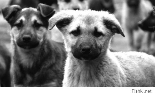 Бездомные животные в фотографиях Николая Глазунова