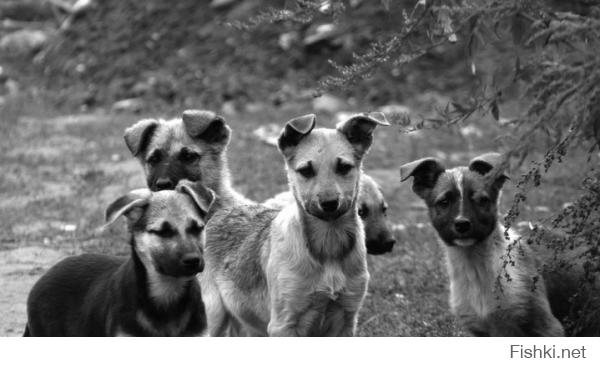 Бездомные животные в фотографиях Николая Глазунова