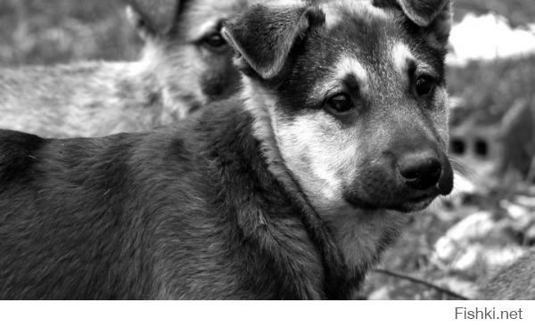 Бездомные животные в фотографиях Николая Глазунова