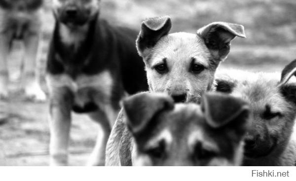 Бездомные животные в фотографиях Николая Глазунова