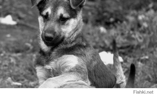 Бездомные животные в фотографиях Николая Глазунова