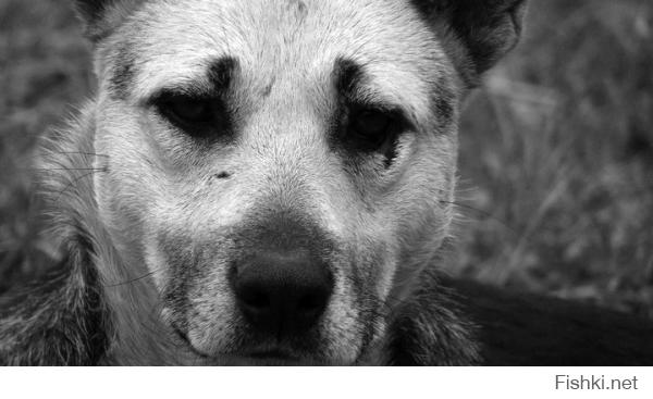 Бездомные животные в фотографиях Николая Глазунова