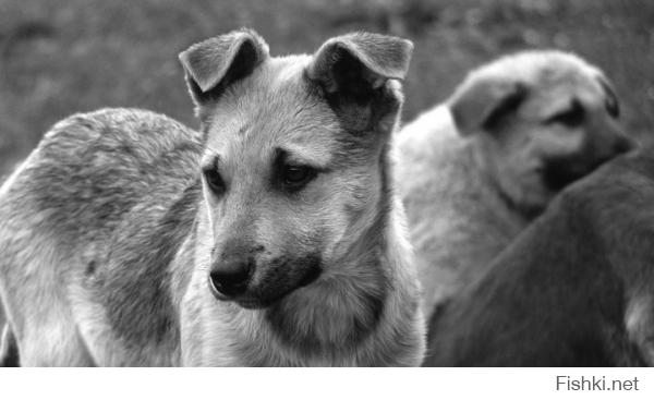 Бездомные животные в фотографиях Николая Глазунова