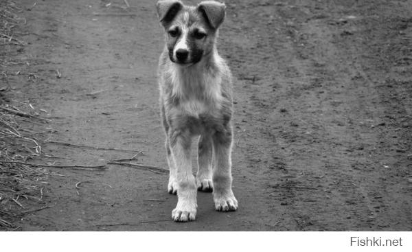 Бездомные животные в фотографиях Николая Глазунова