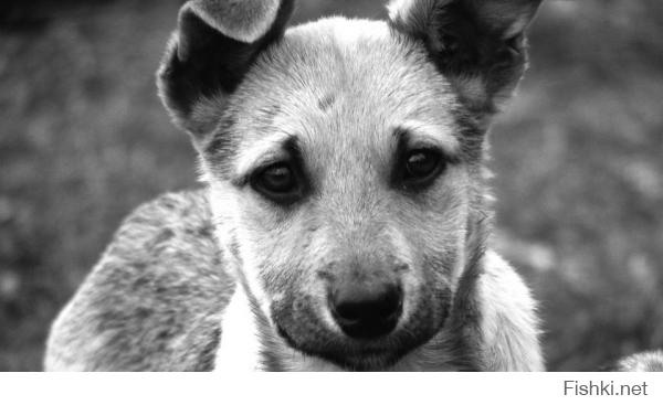 Бездомные животные в фотографиях Николая Глазунова