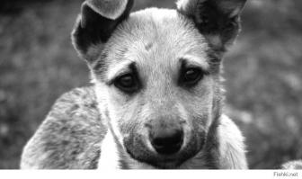 15 волшебных черно-белых фотографий