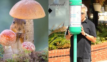 Такие веселые белки 