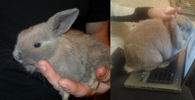 Mелкие все очаровательны)Но мои искренние симатии голденам и коржам!Грежу о собаке уже 4-й год,а пока у нас живет это))
Before/After