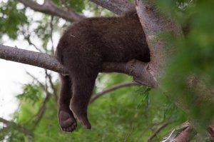28 детенышей животных, которые напомнят вам, что мир прекрасен!