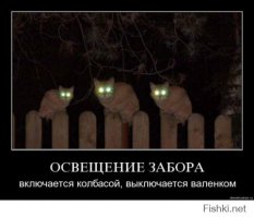 10 интересных фактов о кошачьих