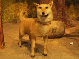 33 фотоиллюзии, которые случились с собаками  