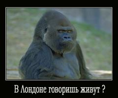 Дикие котята