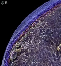 Черника, ты просто КОСМОС)