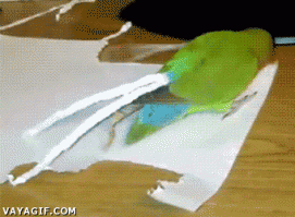 Попугай-павлин.