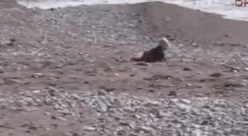 Собака с золотым сердцем.