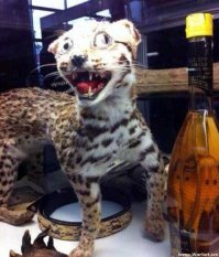 15 объявлений 2015 года, которые невозможно забыть