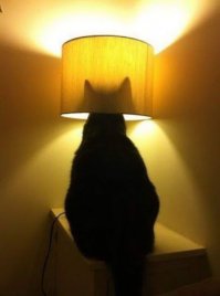 Obama will never win