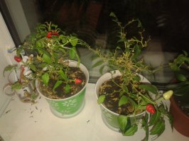 Судя по слишком светлому цвету, чесноку недостаточно света. По поводу садить головку или зубчик - для зелени садят головку, тогда будет сразу много зеленого пера. А для выращивания полноценных головок чеснока садят по одному зубчику. Да и насчет земли правы люди для такого большого нужно горшок на 1,5-2,5 литра и дренаж в горшке обязателен, иначе загниет корень.
У меня растут перцы огонек на окне (на солнечной стороне).