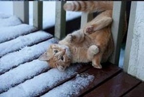 Фотогеничность кота зашкаливает )