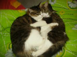 мои звери,кот и кошка(брат с сестрой):)