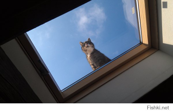 Из солянки от 19.12.2014