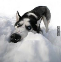 Носом в камеру