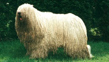 Как-то стоим с братом... ждём лифт. Приезжает. Открываются двери... и там такое чудовище! Мы в один голос"Ни...я себе БОЛОНКА!".
Хозяин собаки еле выполз из лифта от смеха