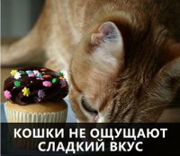 тогда почему мой котЭ фанатеет от кнфеток "коровка"?