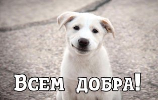 25 собак, которые решили побывать в кошачьей шкуре