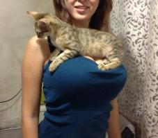 Смешные кошки