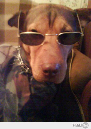 Владельцы собак - ПОДДЕРЖИТЕ!!!