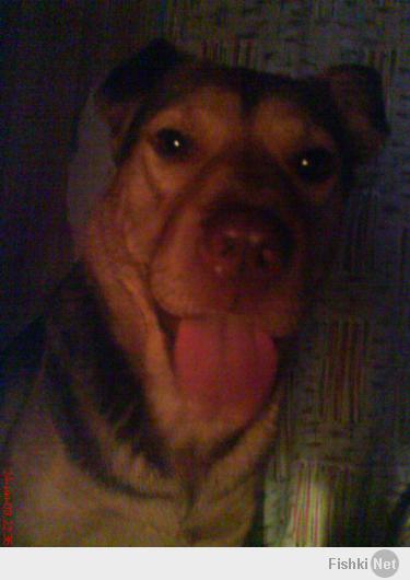 Владельцы собак - ПОДДЕРЖИТЕ!!!