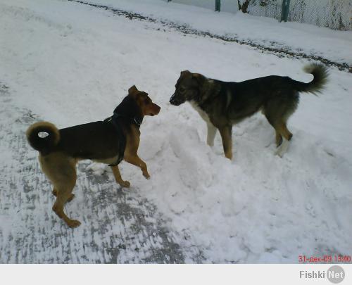 Владельцы собак - ПОДДЕРЖИТЕ!!!