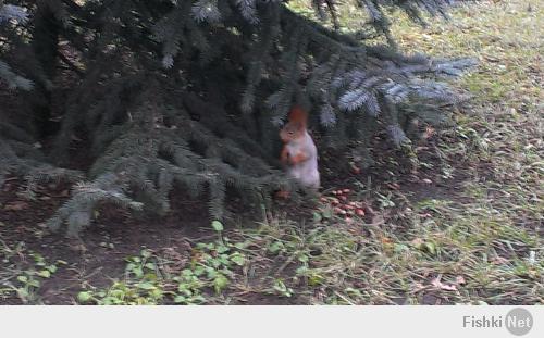 вот белка - фотографировал на территории Донского монастыря на Шаболовской))