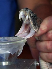 10 самых сильных ядов в мире