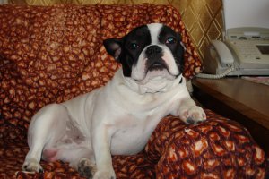 Мой тоже любит позировать.